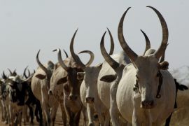 S Sudan cattle battle