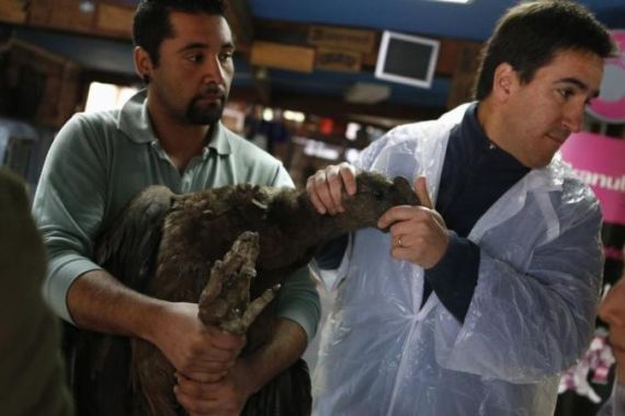 Veterinarians hold an Andean Condor, one of the world''s biggest flying birds, at a veterinary hospital in Los Andes, approximately 80 km (50 miles) north of Santiago