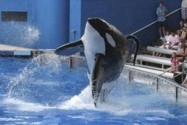 Tilikum, a killer whale at SeaWorld amusement park, has been involved in the deaths of three people [Reuters]