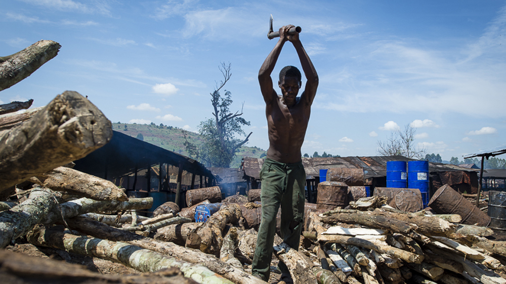 Kimasa's 147 illegal distilleries go through an alarming amount of wood each day. Most of the trees in the area have already been cut down and the nearby Mabira Central Forest Reserve has experienced a lot of illegal logging [AJ Heath/Al Jazeera]