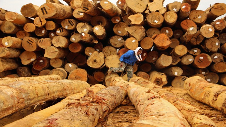 Man stands on timber harvested in Malaysia