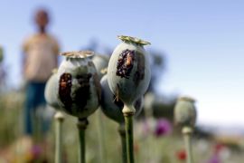 Opium production in Shan State