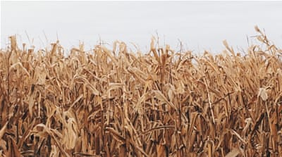 Drought stricken corn crop [Al Jazeera]