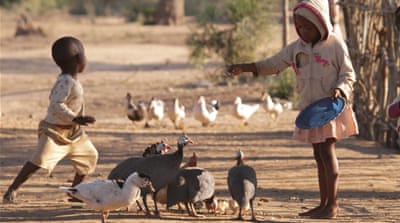 A young girl feeds ducks and guinea fowl at a small family farm [AP]