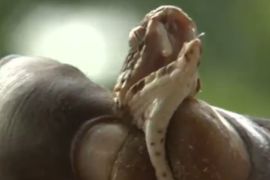 Snake venom Africa