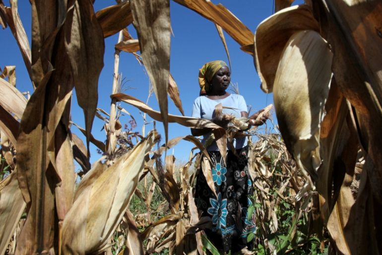 Subsistence farmer Joice Chimedza harvests maize on her small plot in Norton, a farming area outside Zimbabwe''s capital Harare