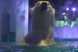 China mall polar bear