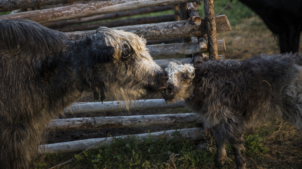 A yak cleans its baby's face in Ikh Tamir. Selling yak wool as a collective has allowed herders to cut out the middle man and negotiate higher prices on raw materials [Taylor Weidman/Al Jazeera]