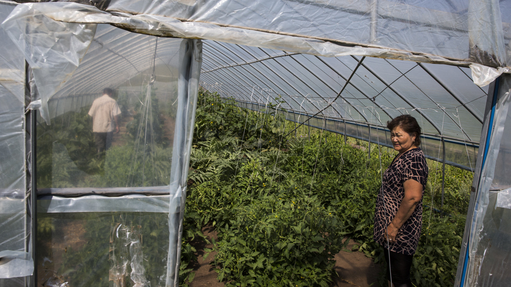 A woman grows vegetables in a greenhouse in Ikh Tamir. The PUGs help to protect headwaters, grow vegetables for greater food security, and offer financial help and climate change insurance to members [Taylor Weidman/Al Jazeera]