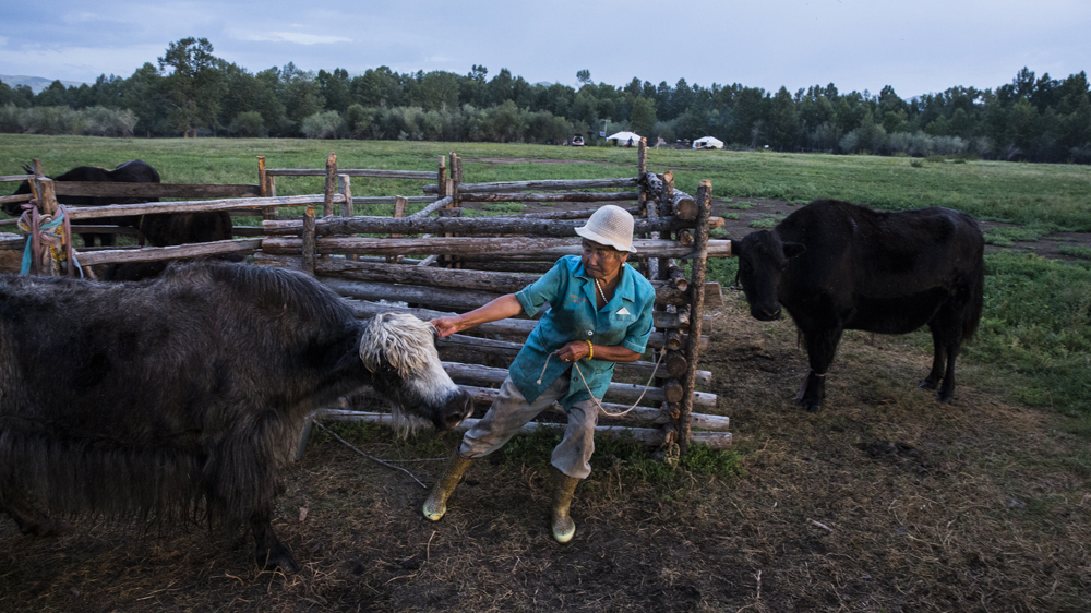 A woman prepares a yak for milking in Ikh-Tamir, where herders have begun working together to manage herd size, protect water sources, and manage pasture land. [Taylor Weidman/Al Jazeera]