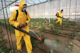 Pesticides spraying