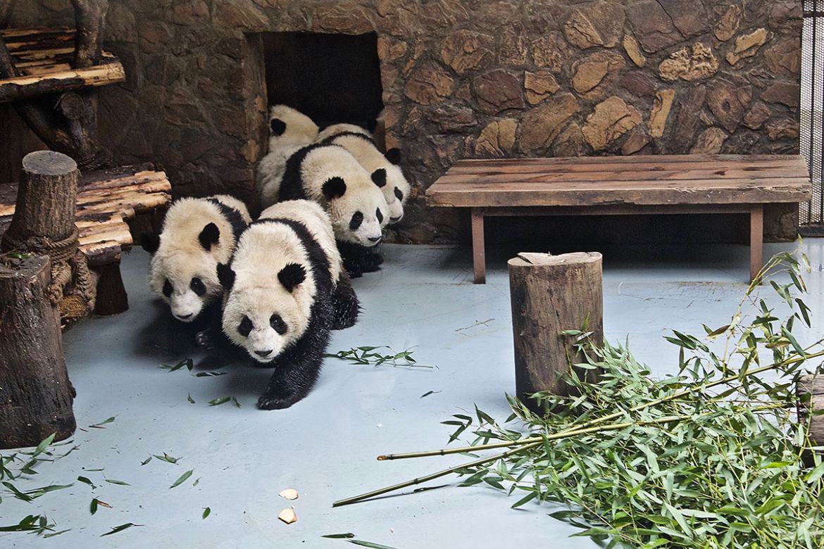 Saving China’s Pandas/Please Do Not Use