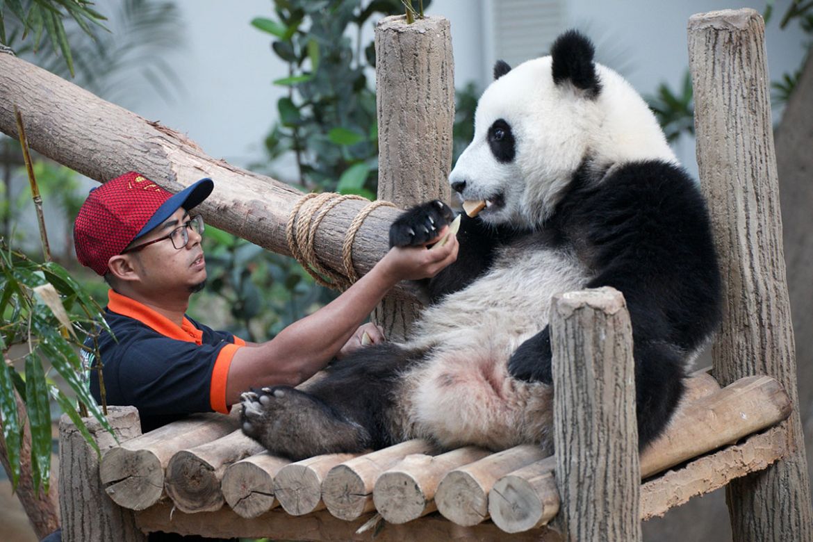 Saving China’s Pandas/Please Do Not Use?