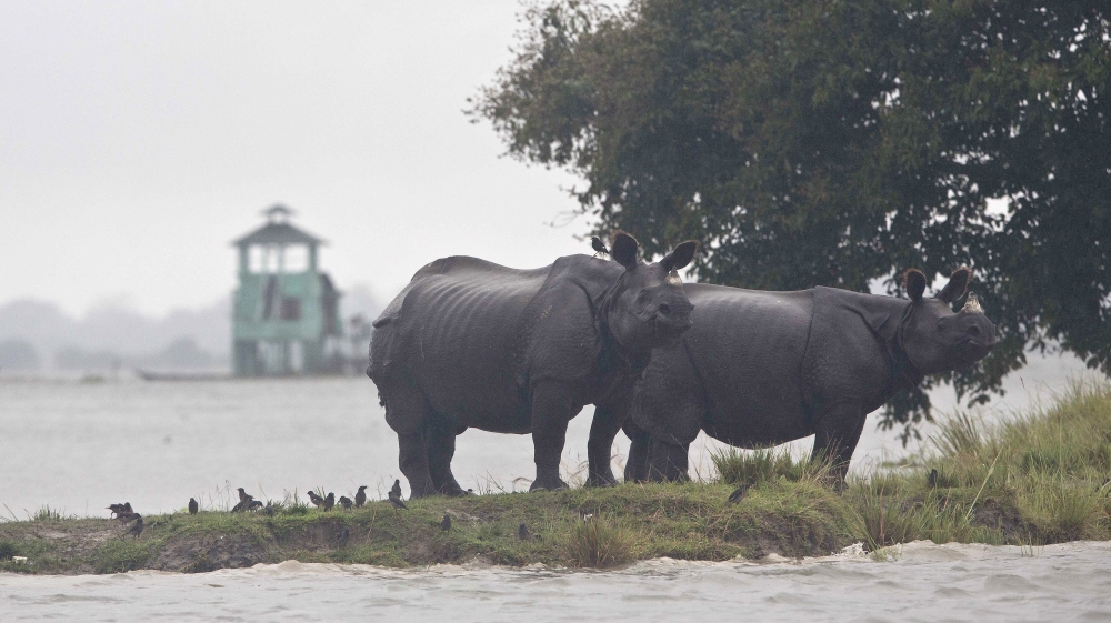 At least 15 rare rhinos died in the devastating floods [Anupam Nath/AP]