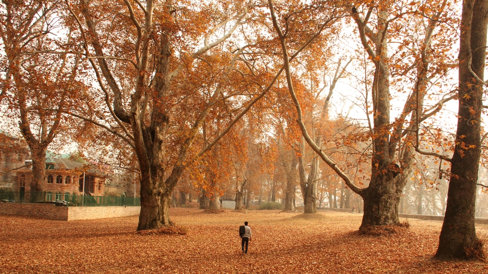 Autumn in Kashmir is breathtaking, with the region's famous chinar trees changing colour from green to crimson and gold [Sameer Mushtaq/Al Jazeera]