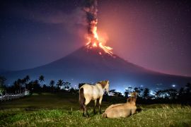 Horses roam a field as Mount Mayon erupts early morning in Camalig, Albay province, Philippines, January 23, 2018. The Philippine Institute of Volcanology and Seismology (PHIVOLCS) raised the volcano''