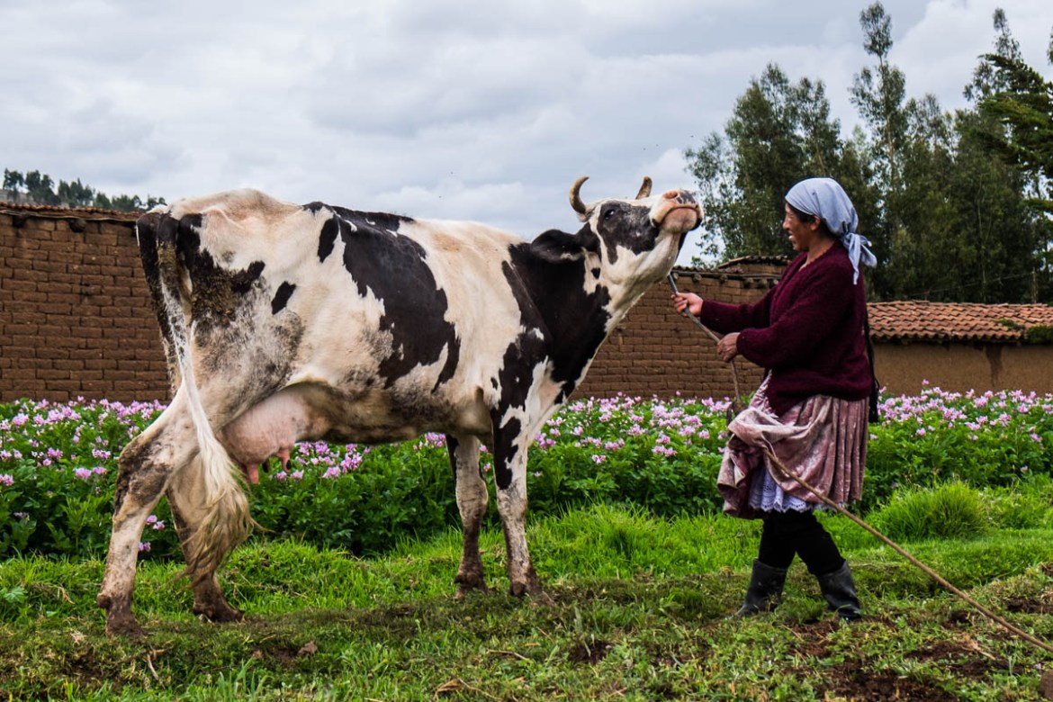 Trinidad Cossío proudly shows the new cow she was granted. In case of reproduction, she has to give the calf to another Bartolina (31-1-2018). Due to Morales’ politics on gender inclusion, women were