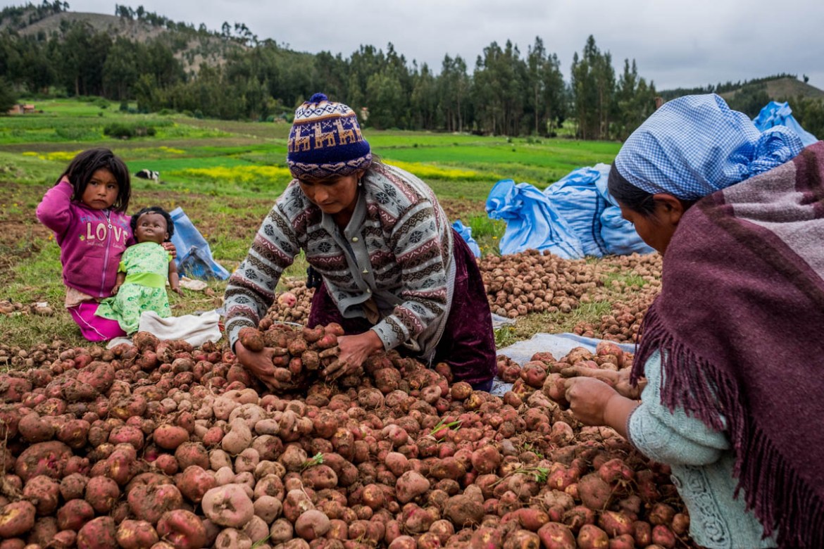 Potatoes are harvested during the rainy season. It is a communal job in which men harvest and women select the potatoes, such as here in community 25 de Octubre (12-2-2018). Before the climatological