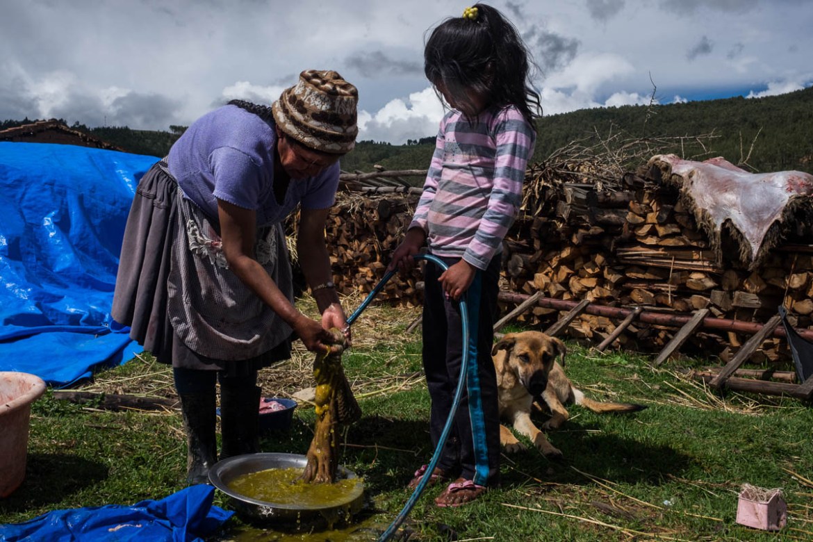 Primavera Besara is cleaning the interiors of a sheep with her daughter Melinda (9-2-2018). The meat will be used to prepare a Carnaval meal. The skin is drying to be sold. People live with small eco