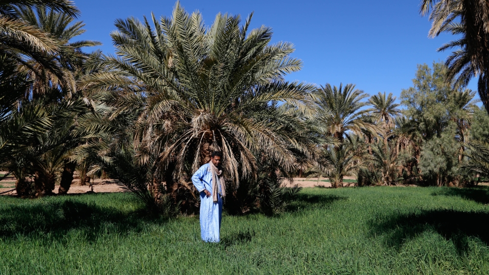 Some parts of the oasis are still lush, reminding how the whole place looked like some years ago [Viktorija Mickute/Al Jazeera]