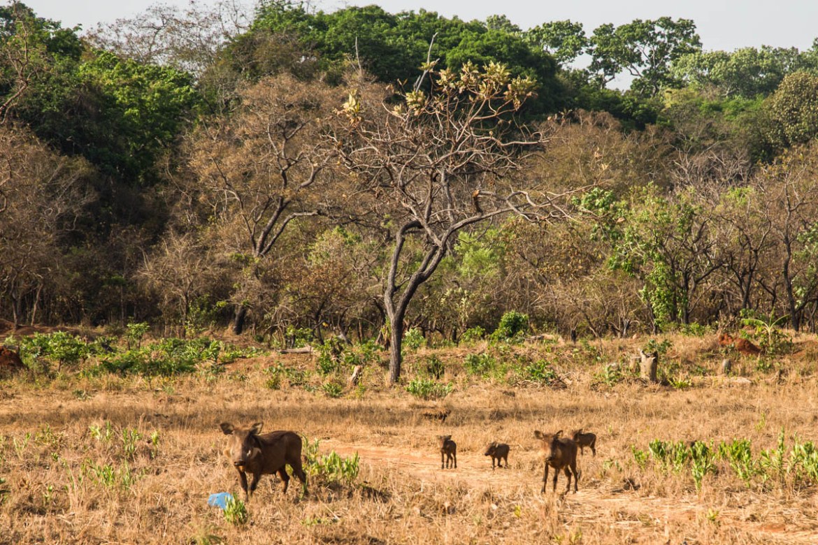 Fighting poachers in central Africa''s secret Eden