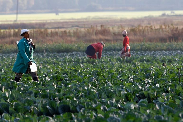 Workers are seen at a farm in Eikenhof, south of Johannesburg, April 24, 2012. Plans drawn up under the first black president, Nelson Mandela, were meant by 2014 to hand over to blacks 30 percent of c