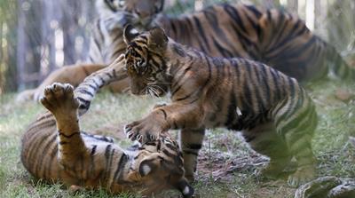 There are nine subspecies of tigers, three of which are extinct [Sue Ogrocki/AP Photo]
