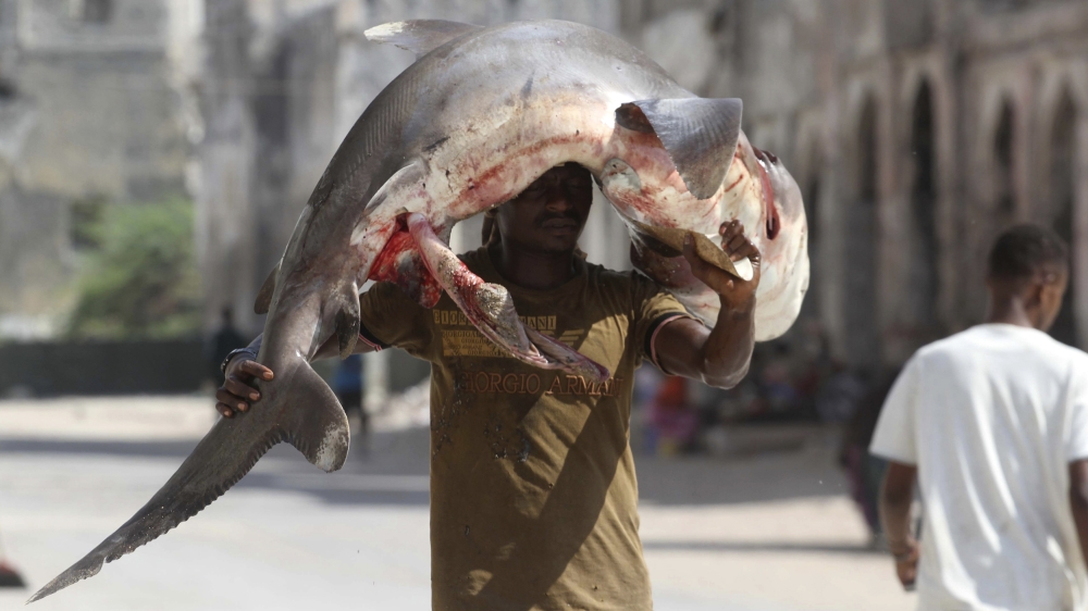 Illegal fishing is also a big contributor to the decline in shark population around the world [Ismail Taxta/Reuters]