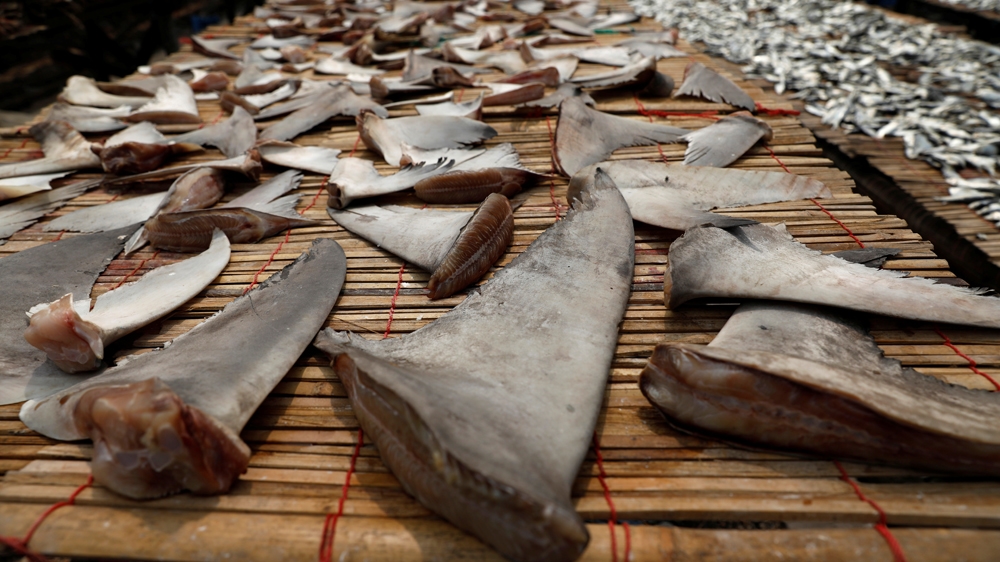 Hunters chop off the fins before throwing the shark back in the water [Beawiharta/Reuters]
