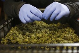 FILE PHOTO: An employee sorts freshly harvested cannabis buds at a medical marijuana plantation in northern Israel