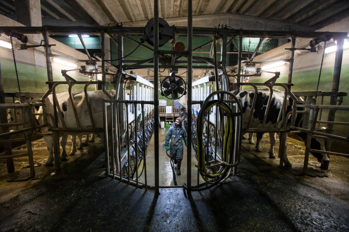 A herdsman prepares a milking machine for more then 150 cows at Podere Padoa farms in the village of Rubiera in the province of Reggio Emilia. [Erik Messori/CAPTA/Al Jazeera]