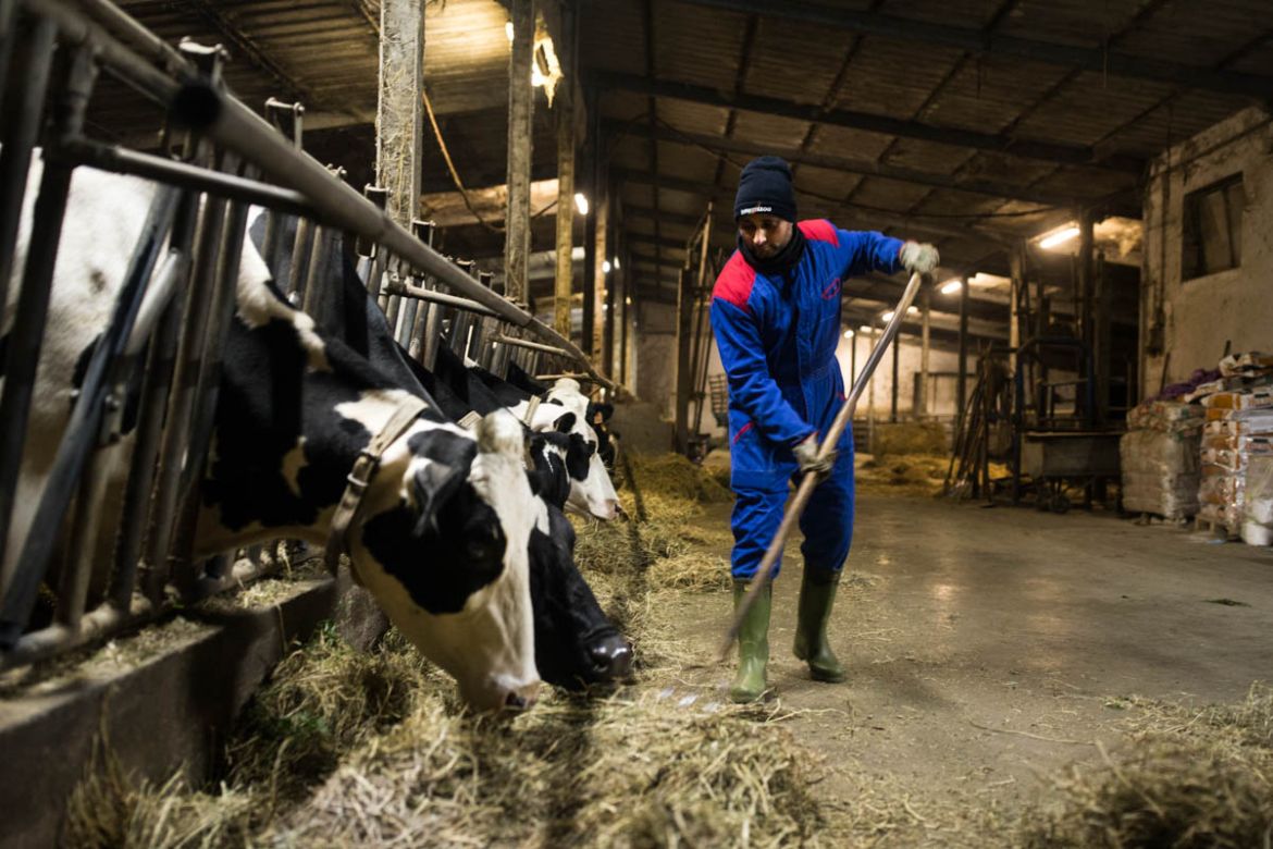 Kloty Jaswantsing, 38, works 11 hours a day in a small farm in the village of Masone in Reggio Emilia province. He is responsible for more than 100 cows. [Erik Messori/CAPTA/Al Jazeera]