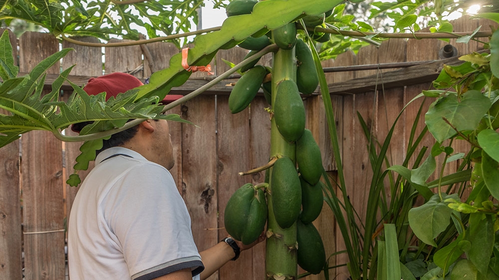 
Victor tends to his papaya plant in his garden [Eline van Nes/Al Jazeera]
