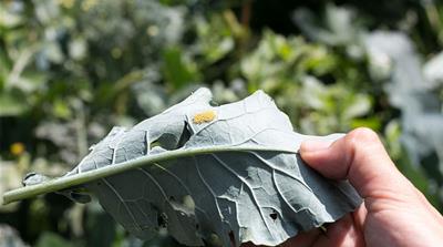 Butterfly eggs on a kale leaf [Paul Biasco/Al Jazeera]