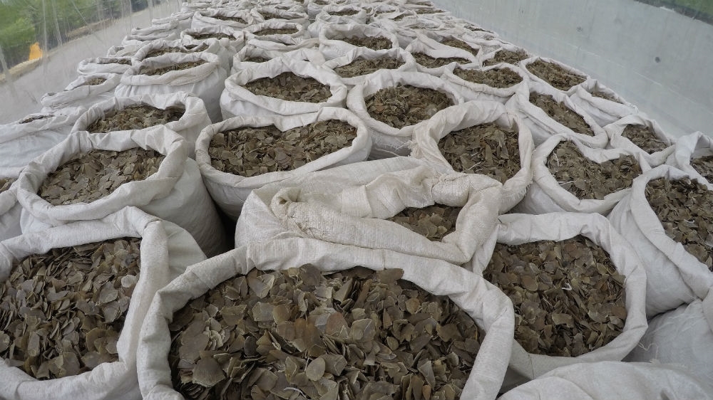 The pangolin scales seized in Singapore on April 8 are displayed at an undisclosed site in this photo released by the National Parks Board [National Parks Board via AP Photo]