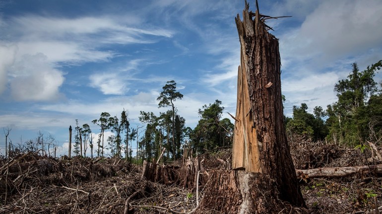TRUMON, INDONESIA - NOVEMBER 13: A view of recently land clearing for palm oil plantation of the peatland forest inside Singkil peat swamp Leuser ecosystem, habitat of Sumatran orangutan (Pongo abeli