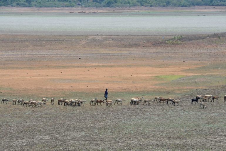 The sheep that need not swim. Puzhal reservoir on the outskirts of Chennai.