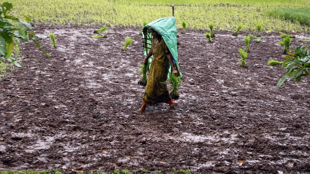A farmer wearing a plastic sheet to protect herself from rain, carries saplings to a paddy field on the outskirts of Saputara hill station, about 400 km (249 miles) south from the western Indian city 