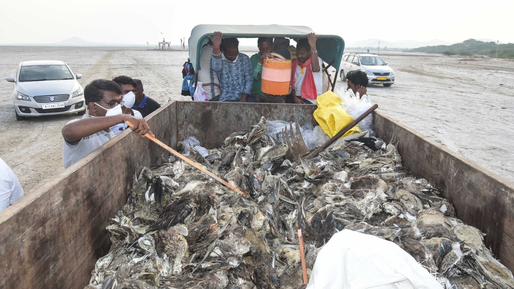 Bombay Natural History society officials check the dead birds at the Sambhar Lake, on November 11, 2019 in Jaipur, India. Thousands of migratory birds of about ten species were found dead around Sambh