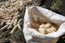 Zimbabwe Maize