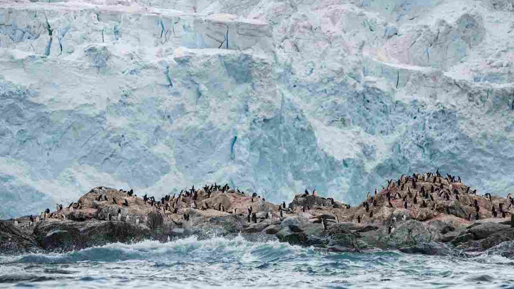 A chinstrap penguin colony in front of a glacier on Elephant Island in Antarctica [Christian Aslund/Greenpeace]