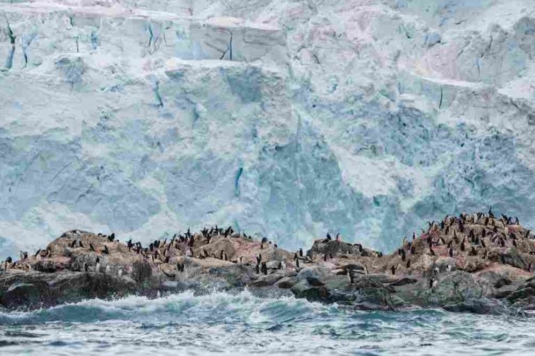 A chinstrap penguin colony in front of a glacier on Elephant Island in Antarctica [Christian Aslund/Greenpeace]
