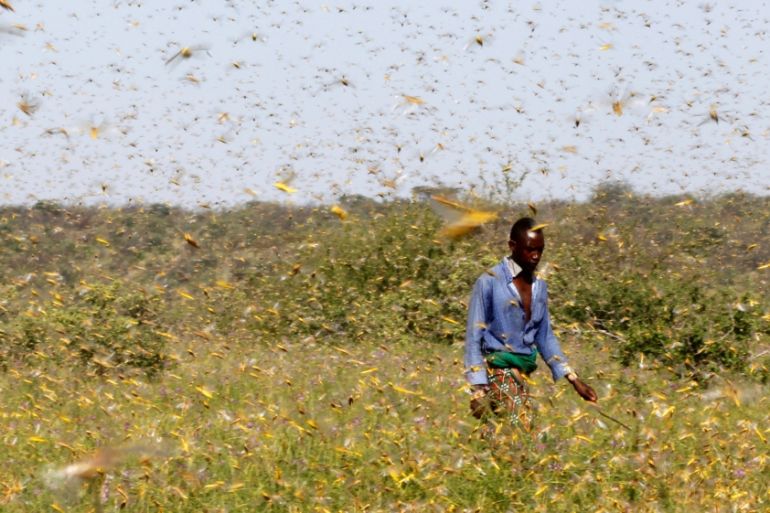 A Samburu man walks through a swarm of desert locusts flying over a grazing land in Lemasulani village, Samburu County