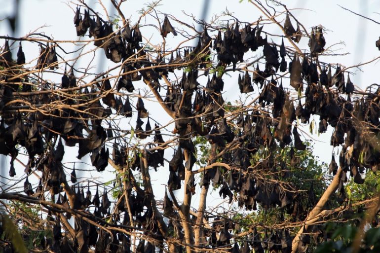 Bats hanging out