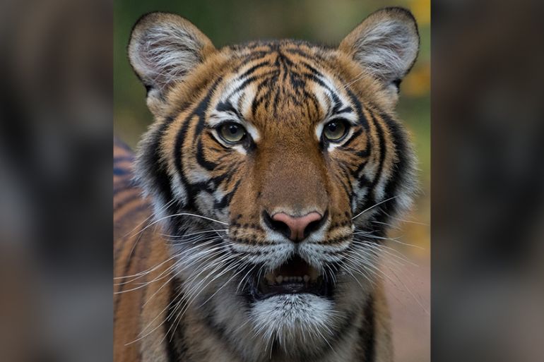 tiger story inside image