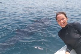 Qatar whale sharks package