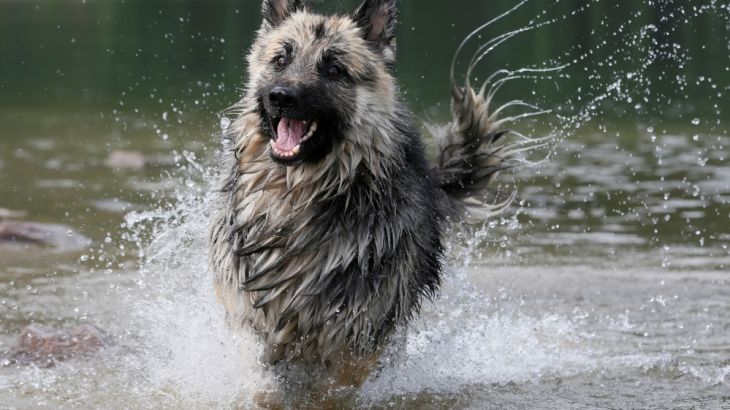 A German Shepherd runs in the water along the bank of the Yenisei River on a hot summer day outside Krasnoyarsk