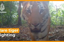 Rare tiger sighting in Thailand raises conservation hopes