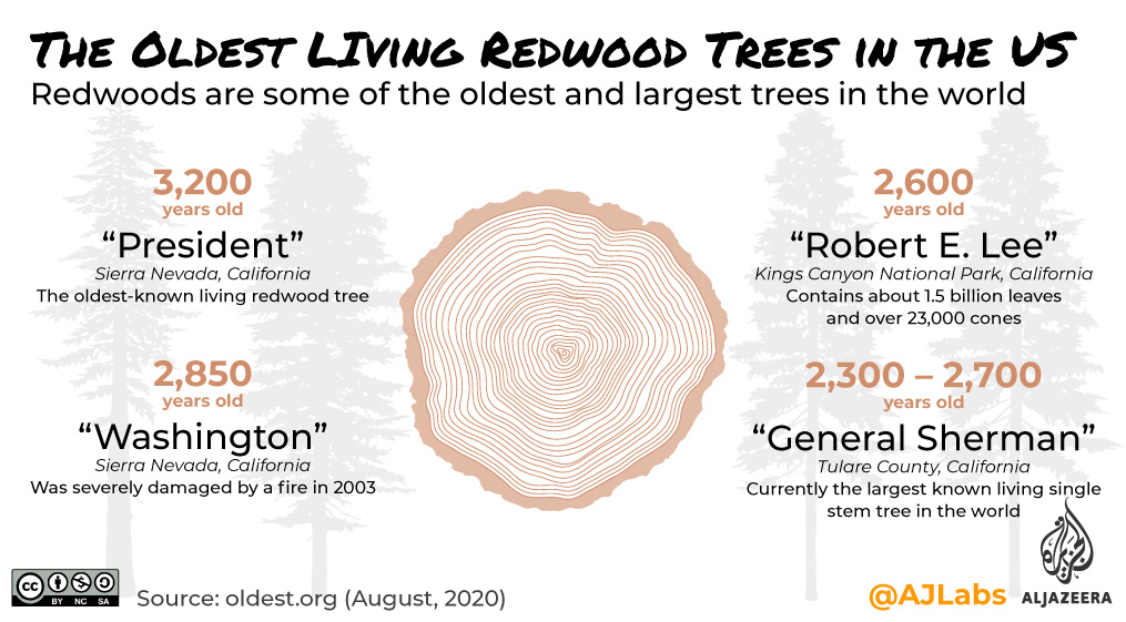 Interactive: Greenread - Redwood trees