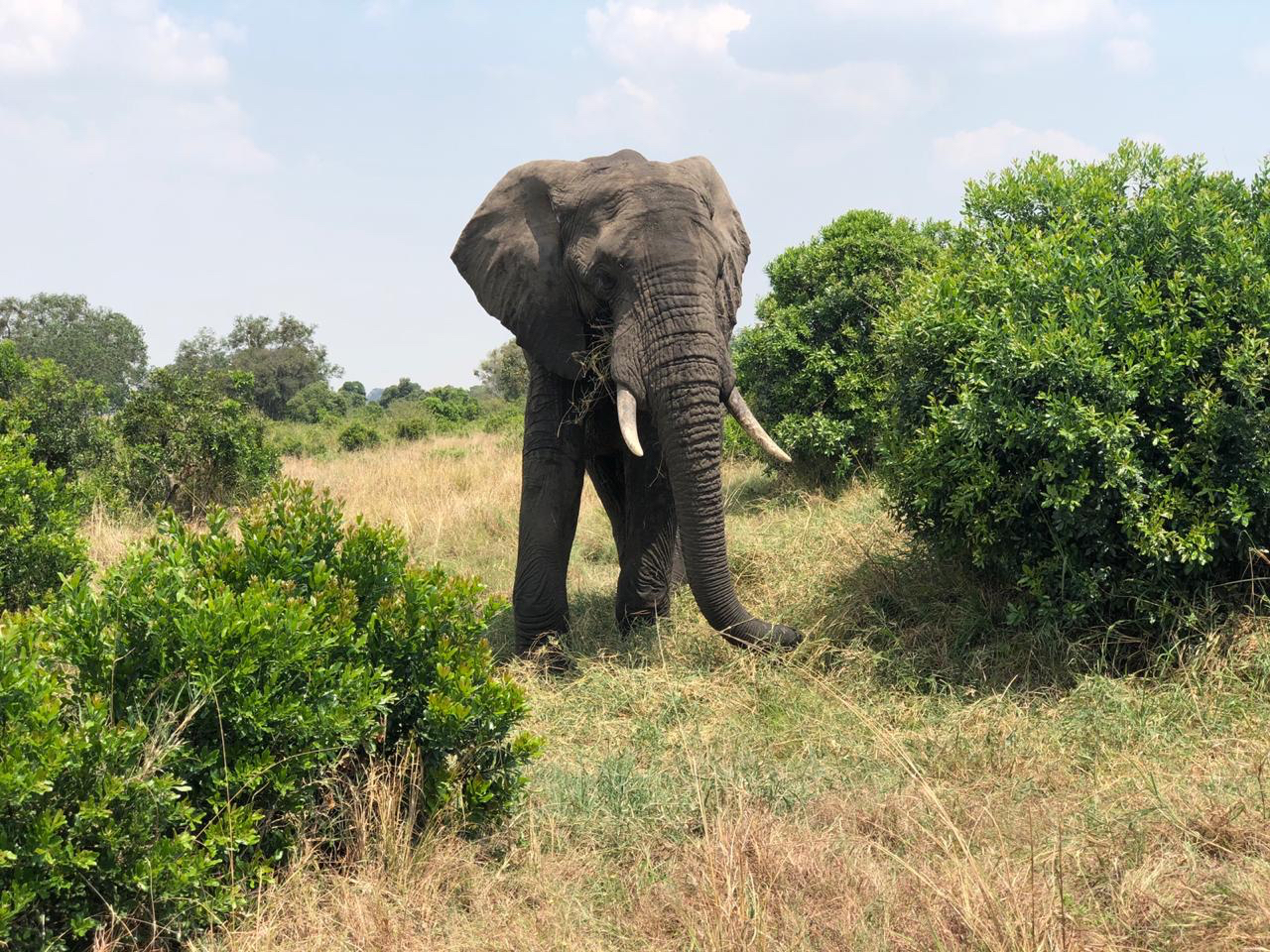 Maasai Mara elephant 